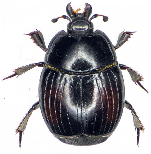 Margarinotus purpurascens